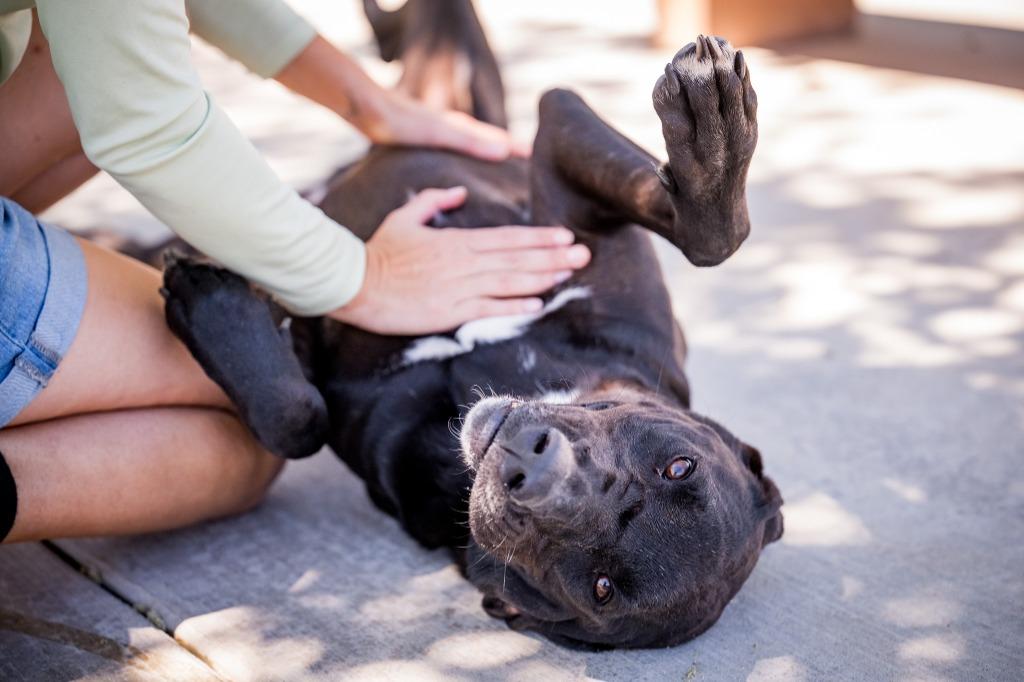 Moses, a Adoptable mixed breed in Twentynine Palms, CA image 3/6