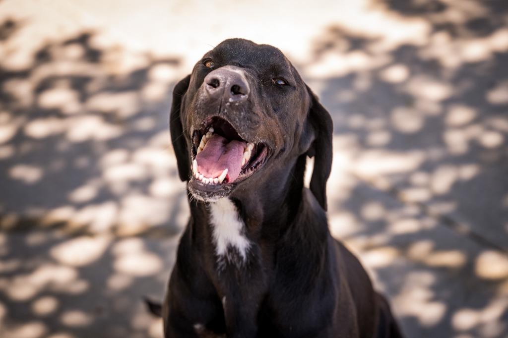 Moses, a Adoptable mixed breed in Twentynine Palms, CA image 4/6