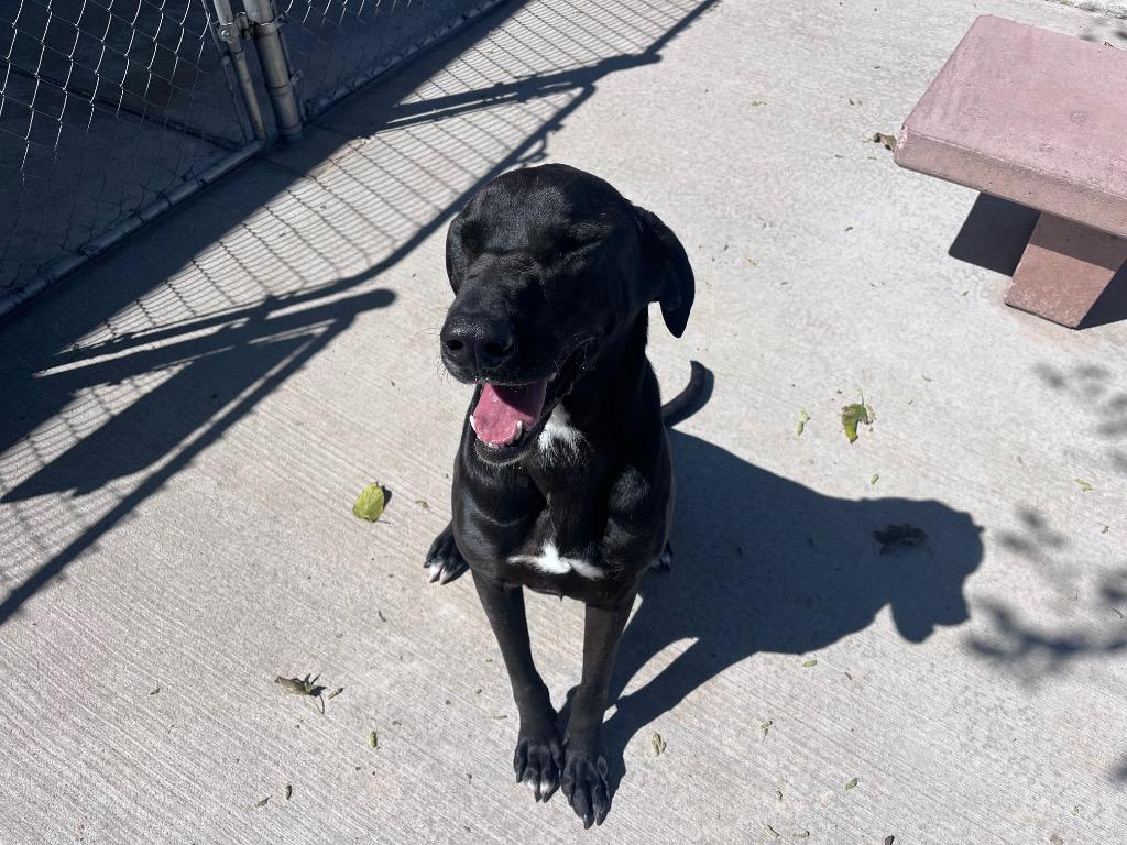 Moses, a Adoptable mixed breed in Twentynine Palms, CA image 6/6