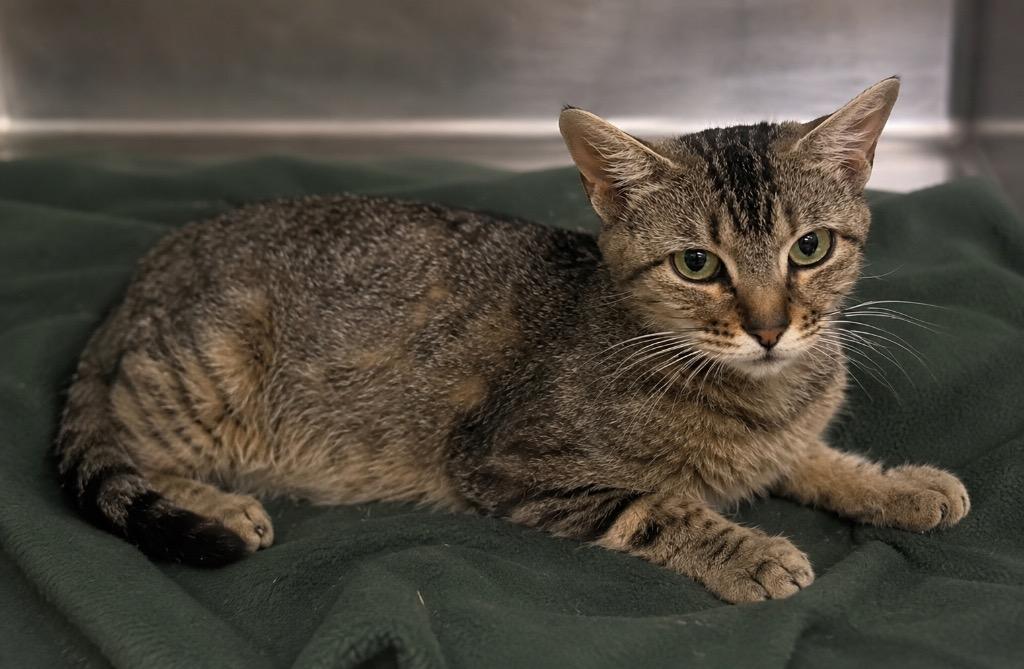 Morrigan, Adoptable, Young Female Domestic Short Hair.
