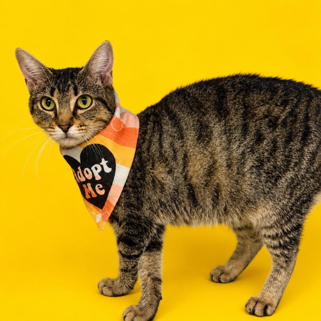 Morrigan, a Adoptable mixed breed in Columbia, TN image 2/2