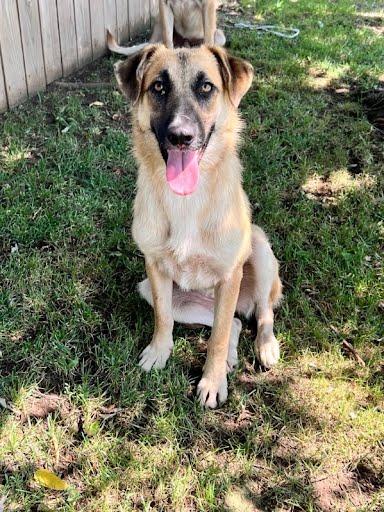 Ann, Adoptable, Young Female Anatolian Shepherd.