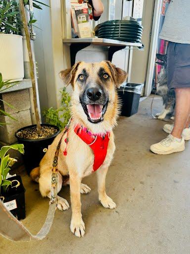 Enlarge Ann, a Adoptable Anatolian Shepherd in Winter Park, CO image 2/2