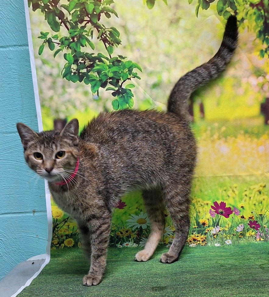 250879  Craft, Adoptable, Adult Female Domestic Short Hair.