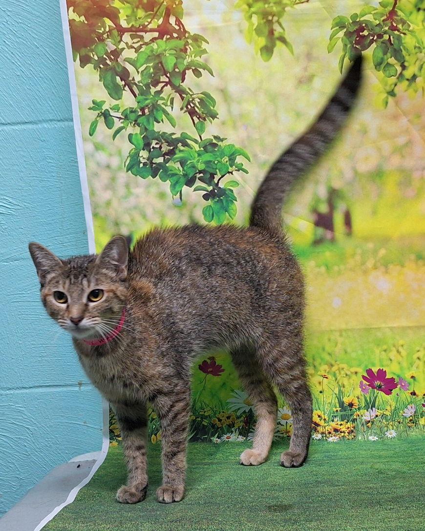 250879 Craft — thumbnail 2