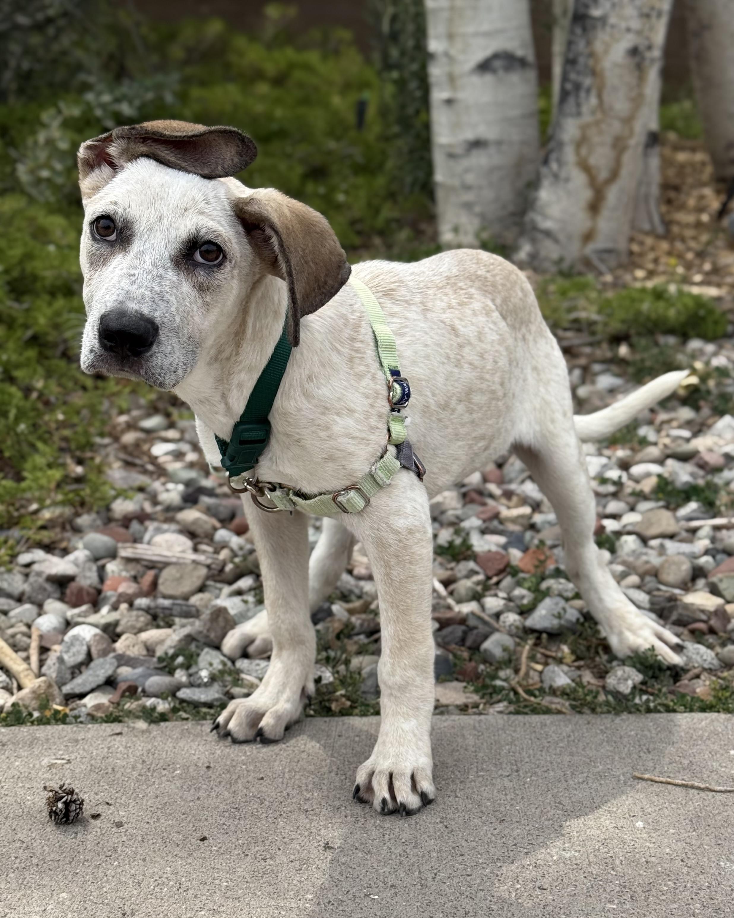 Digger, an adoptable Hound, Australian Cattle Dog / Blue Heeler in Eagle, CO, 81631 | Photo Image 1