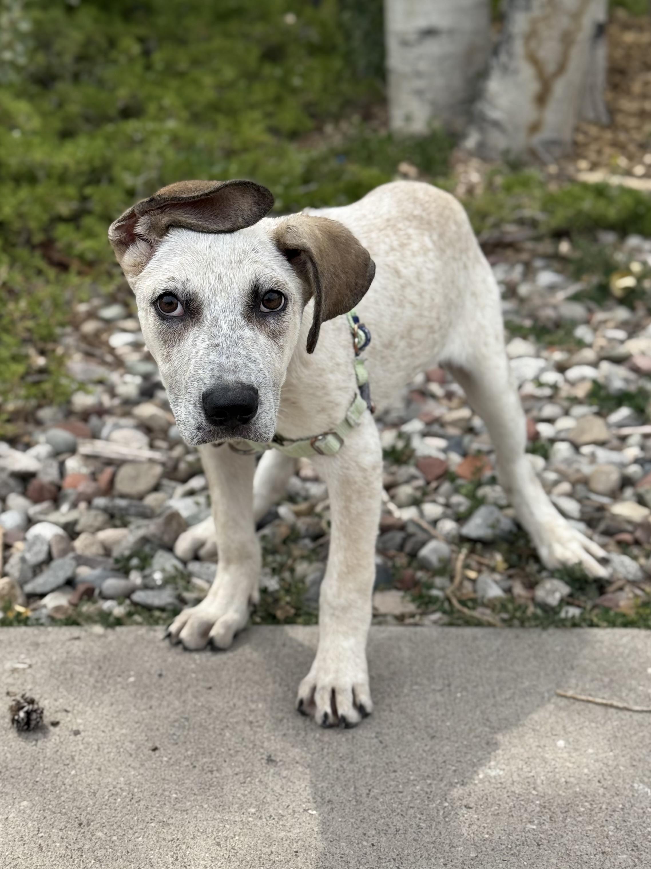 Digger, an adoptable Hound, Australian Cattle Dog / Blue Heeler in Eagle, CO, 81631 | Photo Image 2