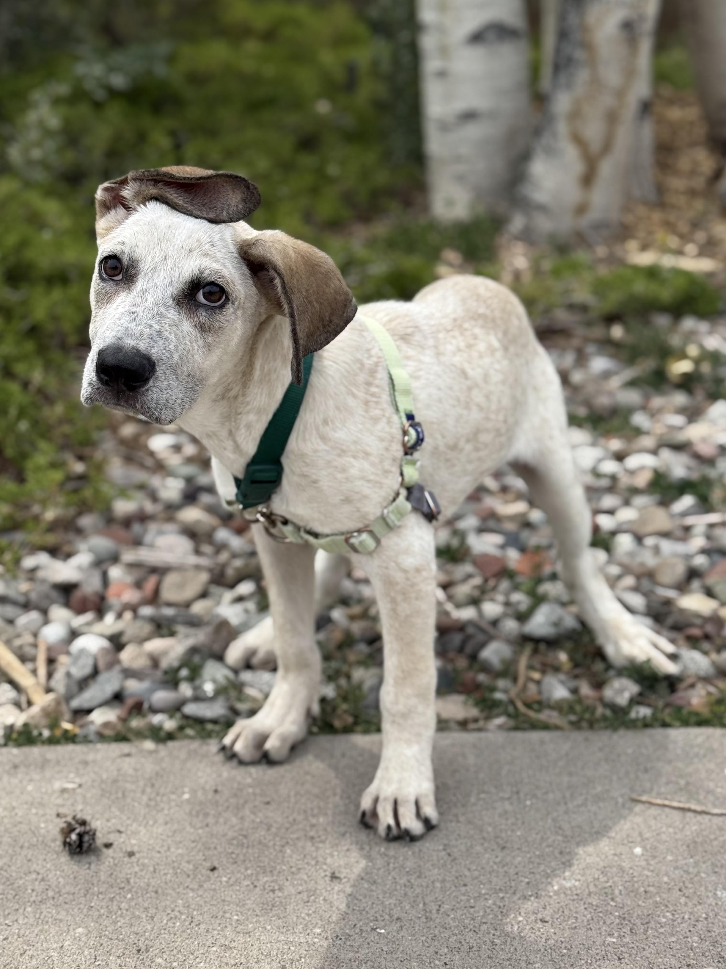 Digger, an adoptable Hound, Australian Cattle Dog / Blue Heeler in Eagle, CO, 81631 | Photo Image 3