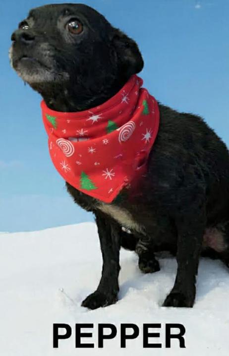 Enlarge Pepper Adopted, a Adopted Chihuahua in Cranston, RI image 2/2