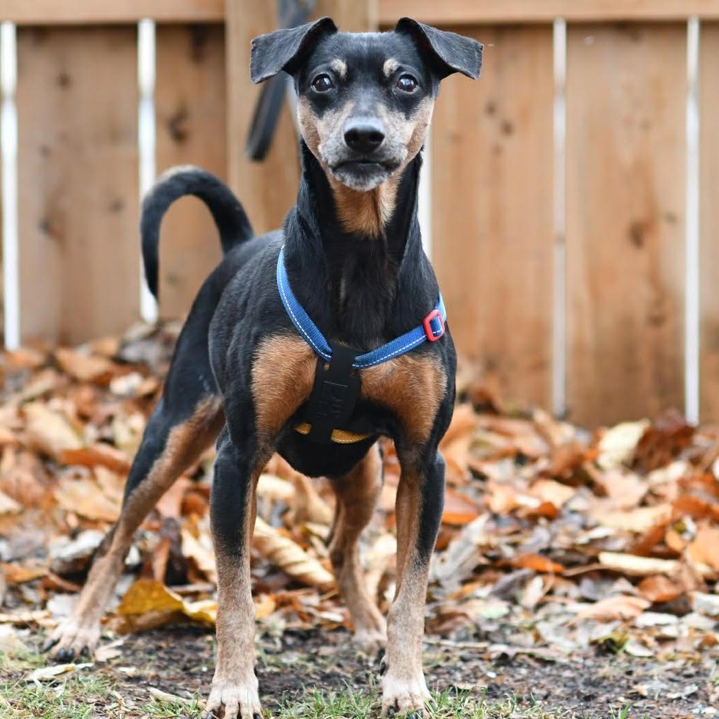 Enlarge Lela, a ADOPTABLE Miniature Pinscher in Scarborough, ON image 1/3