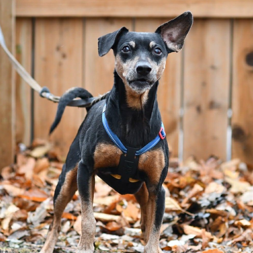 Enlarge Lela, a ADOPTABLE Miniature Pinscher in Scarborough, ON image 3/3