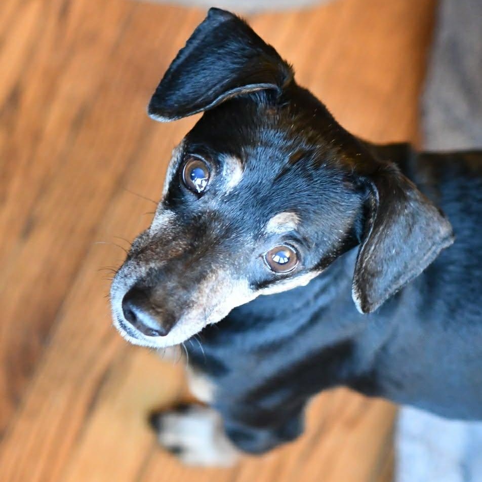 Enlarge Lela, a ADOPTABLE Miniature Pinscher in Scarborough, ON image 2/3