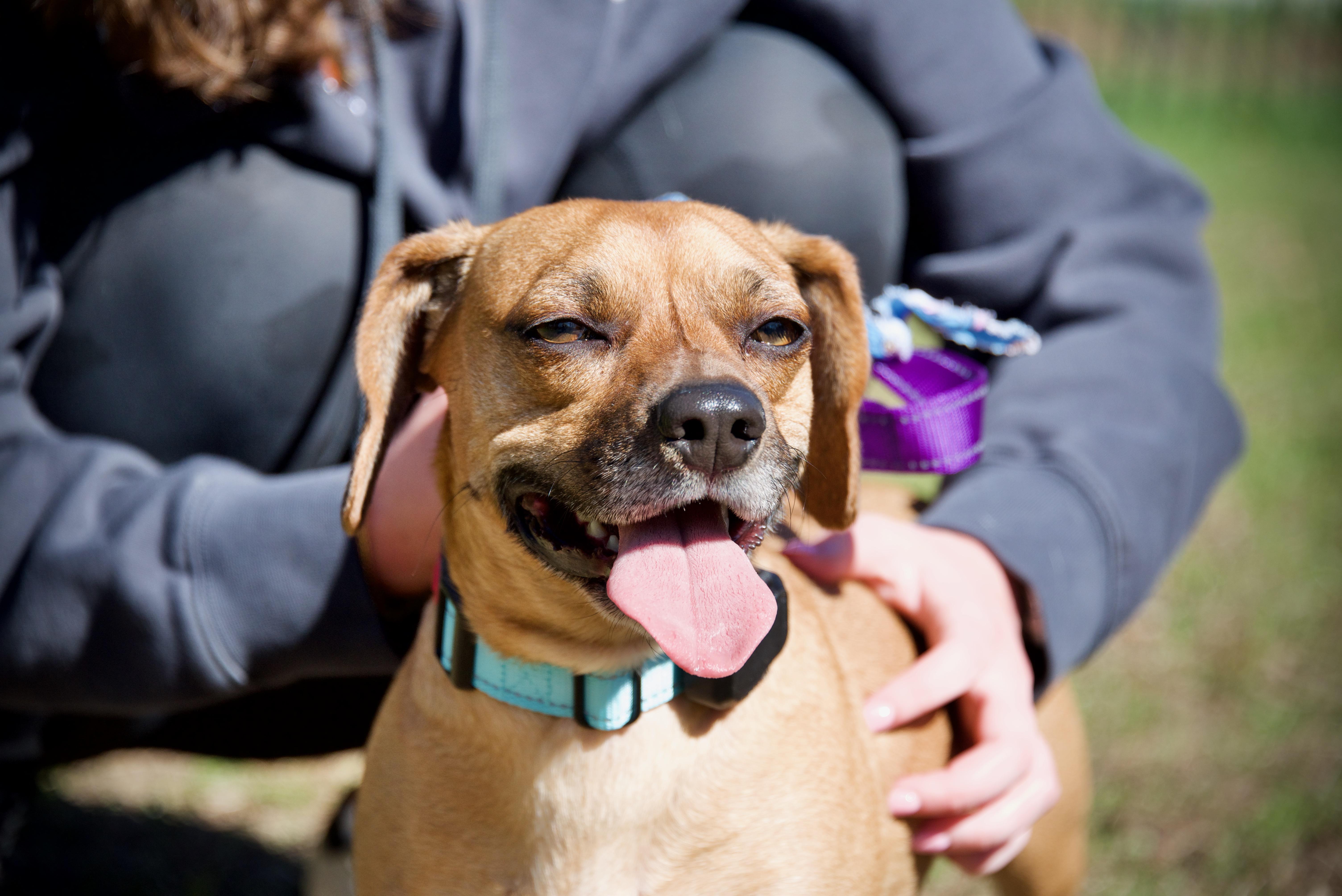 Enlarge Gunnar, a Adoptable mixed breed in Hopkinton, MA image 4/6