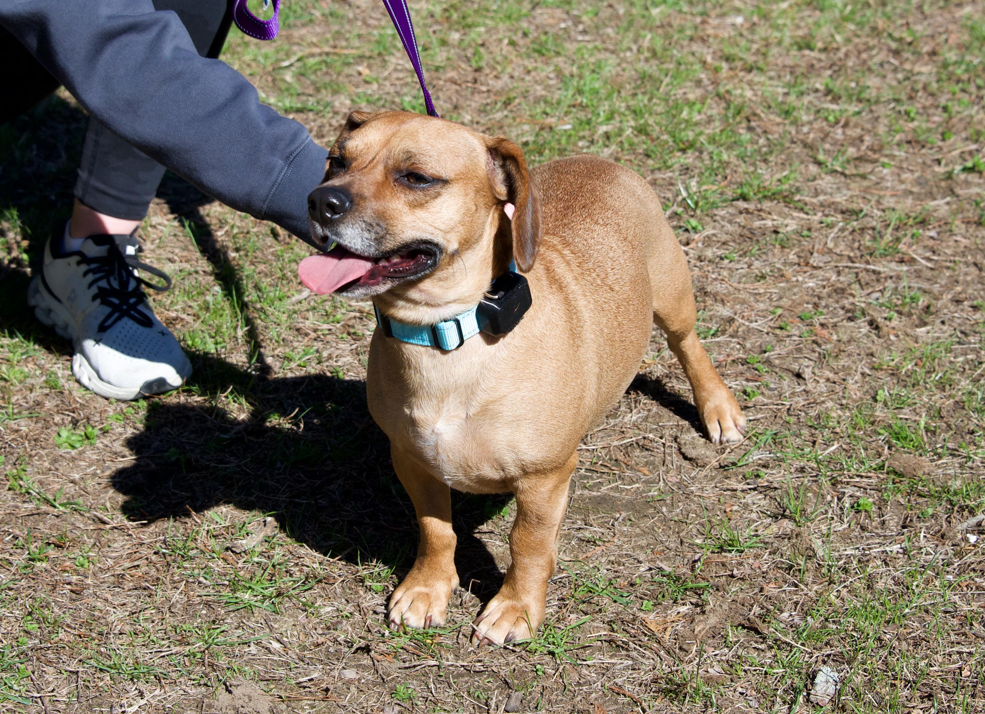 Enlarge Gunnar, a Adoptable mixed breed in Hopkinton, MA image 6/6