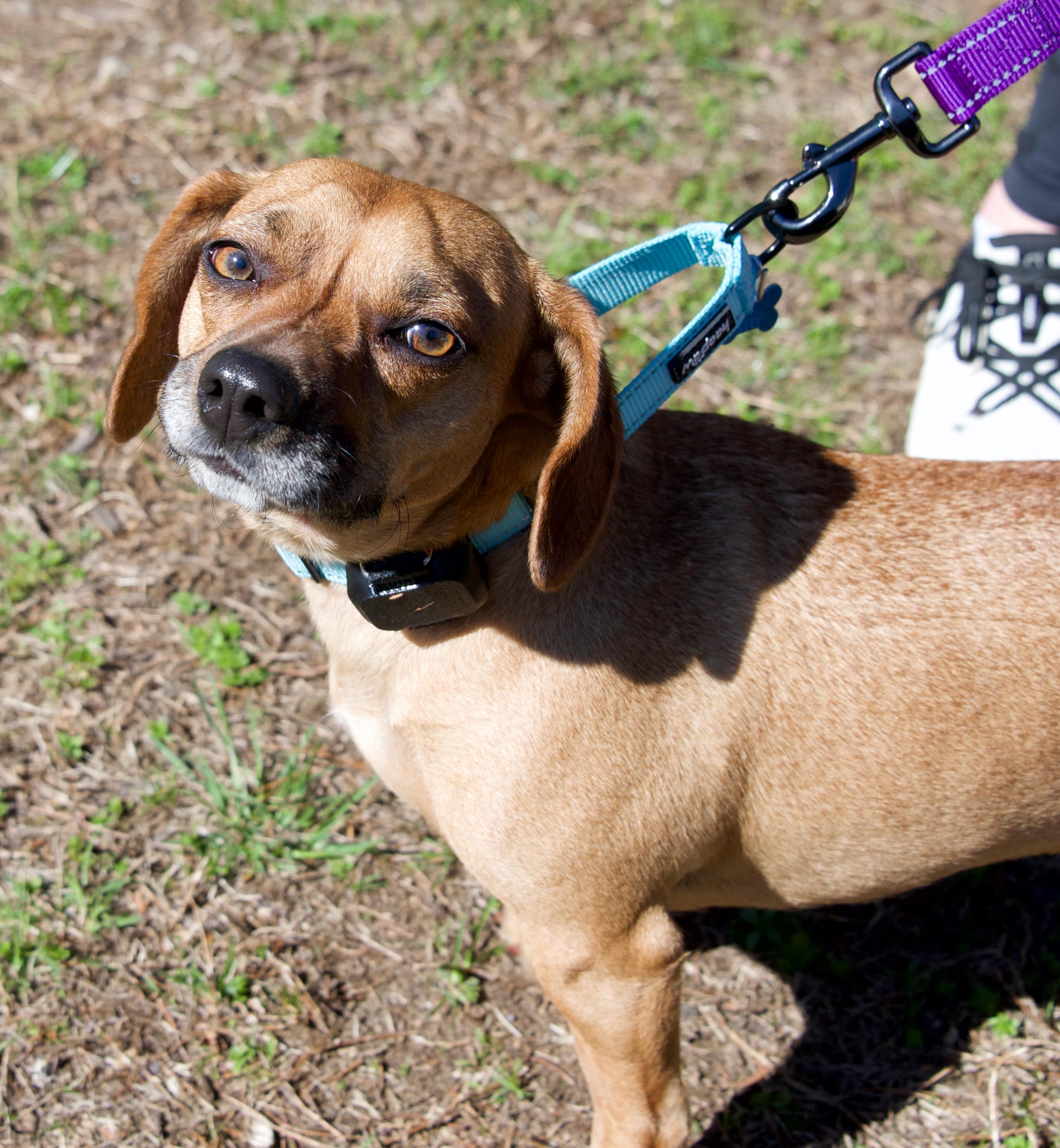 Gunnar, Adoptable, Adult Male Dachshund.