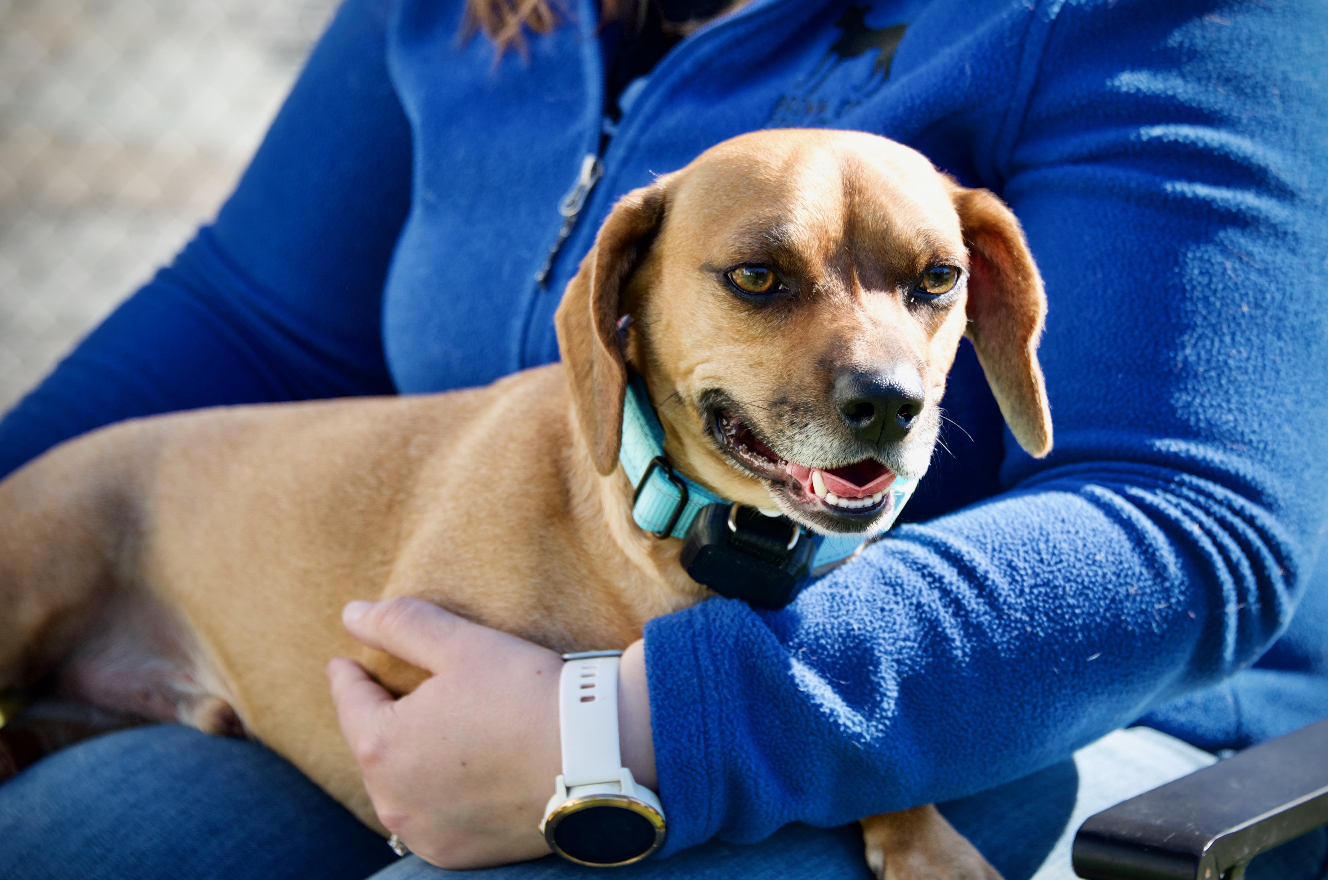 Enlarge Gunnar, a Adoptable mixed breed in Hopkinton, MA image 2/6