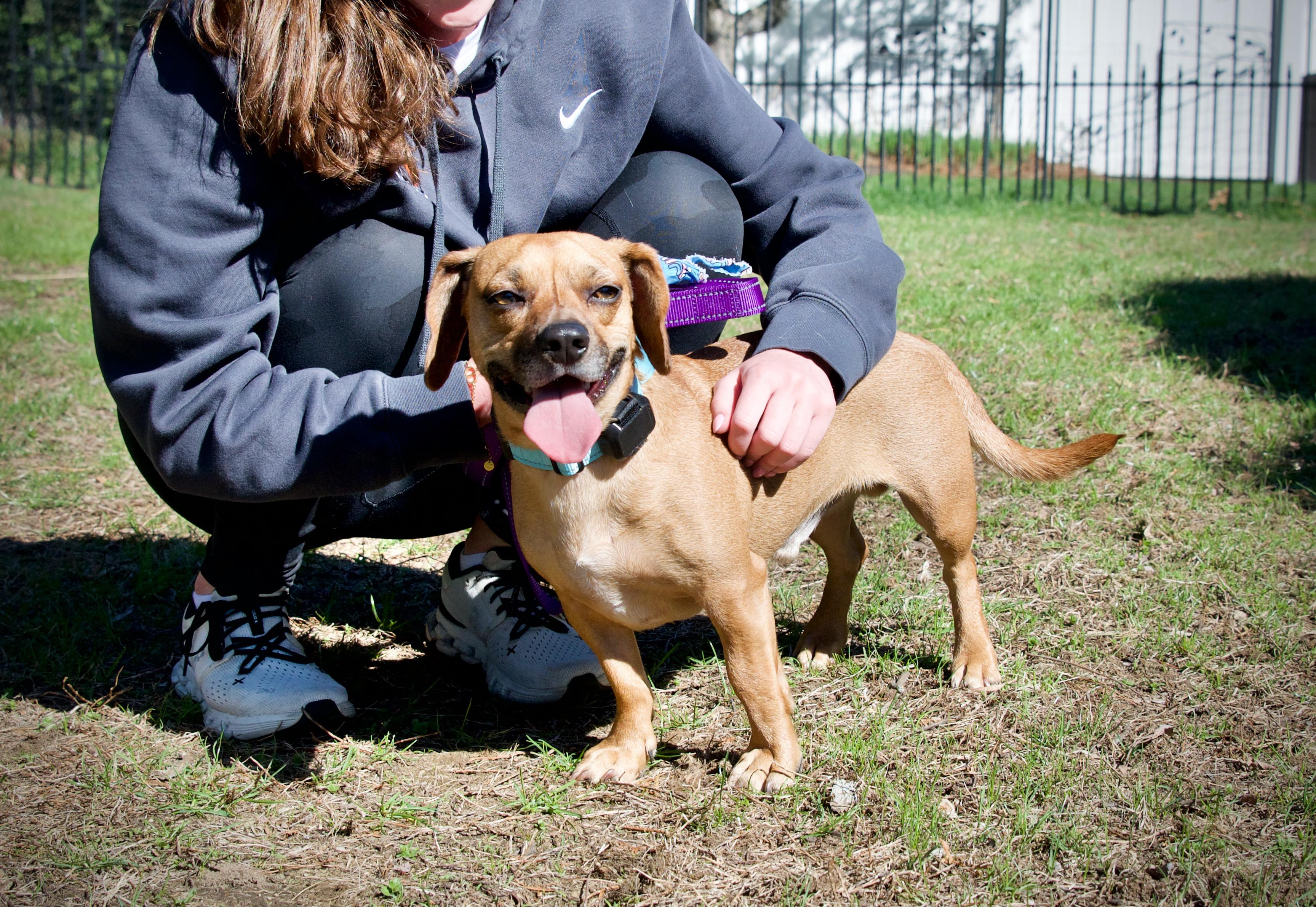 Enlarge Gunnar, a Adoptable mixed breed in Hopkinton, MA image 5/6