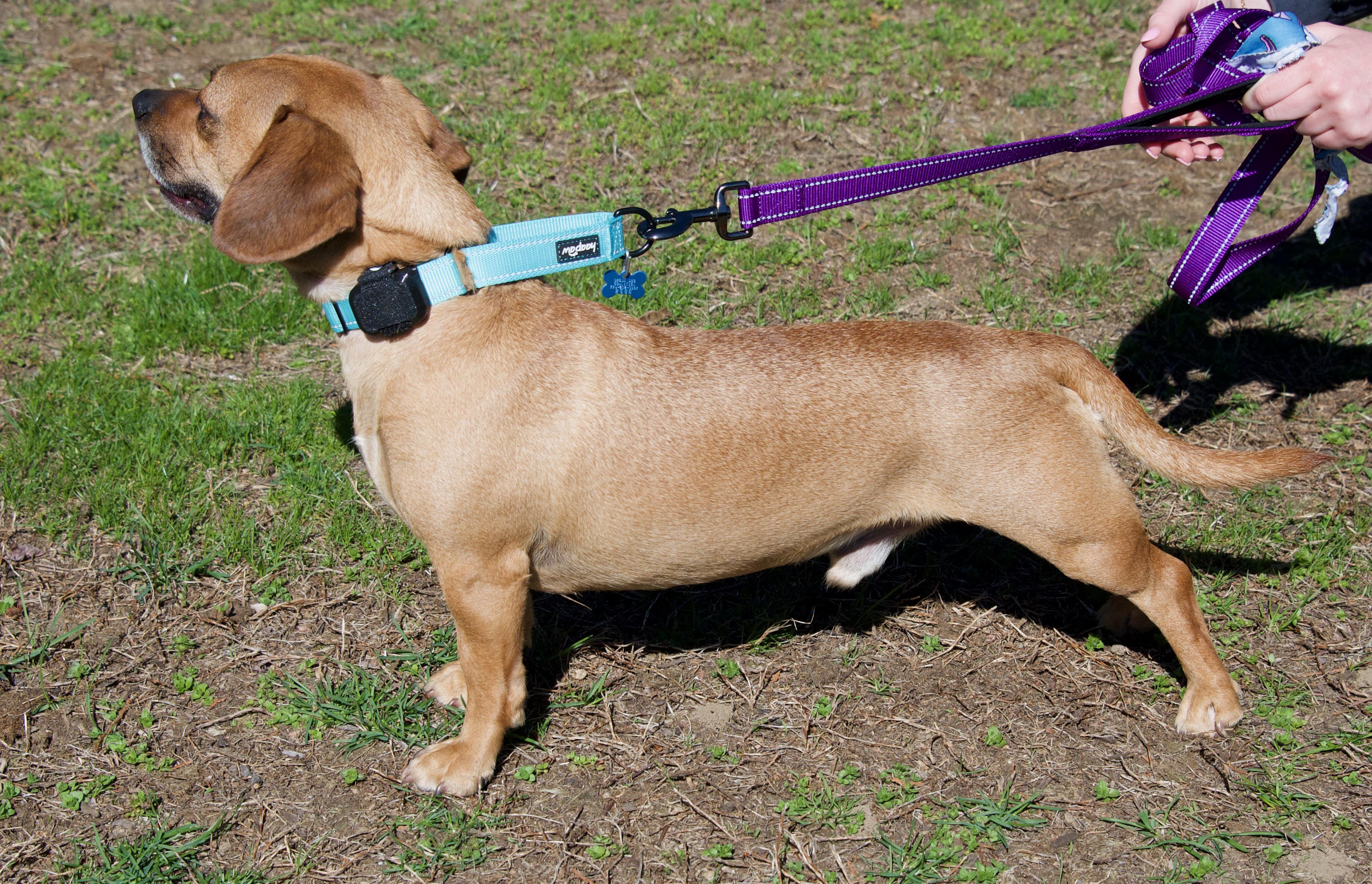 Enlarge Gunnar, a Adoptable mixed breed in Hopkinton, MA image 3/6