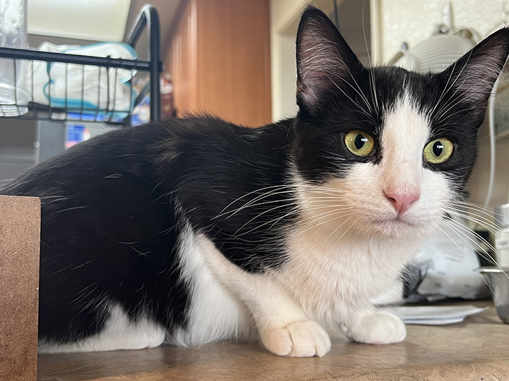 Enlarge Queso, a Adoptable Domestic Short Hair in Montclair, CA image 3/5