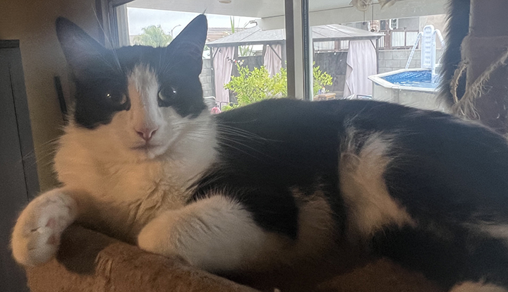 Enlarge Queso, a Adoptable Domestic Short Hair in Montclair, CA image 4/5