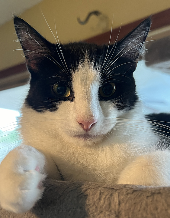 Queso — thumbnail 5