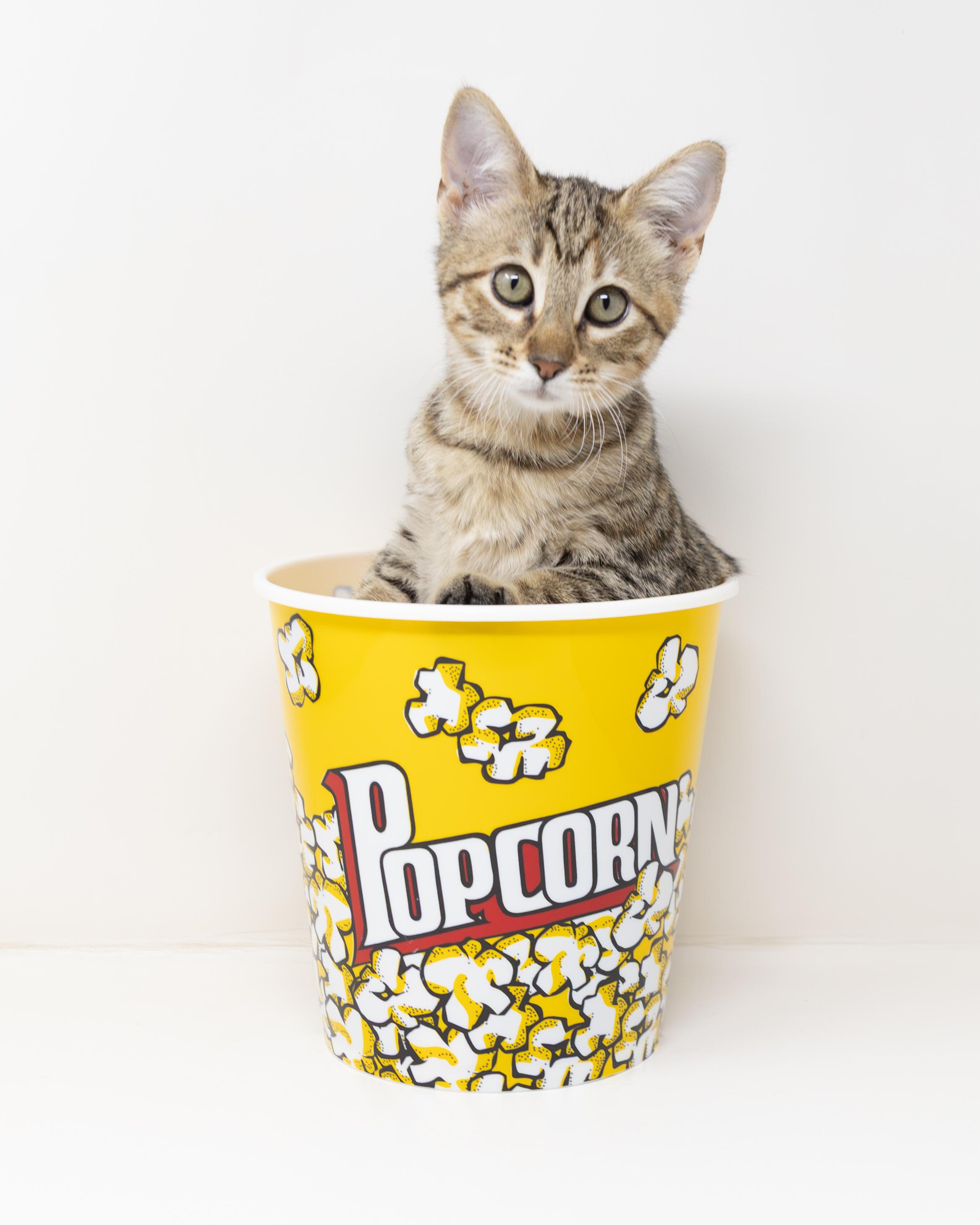 Enlarge Blanche, a Adoptable mixed breed in Trophy Club, TX image 3/6