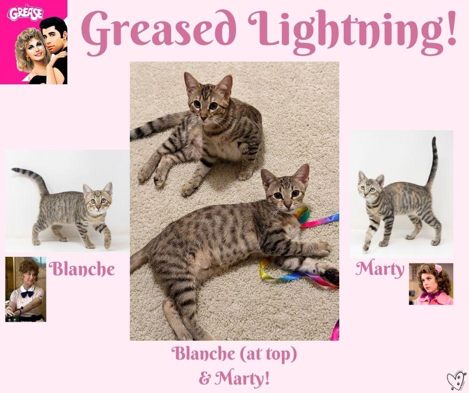 Enlarge Blanche, a Adoptable mixed breed in Trophy Club, TX image 5/6