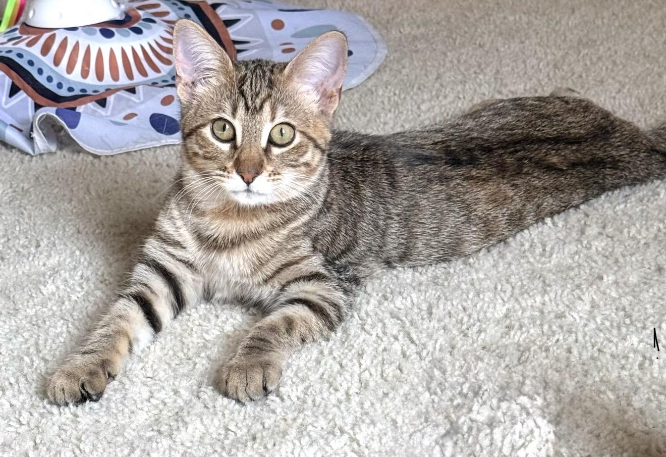 Blanche, Adoptable, Kitten Female Tabby & Calico.