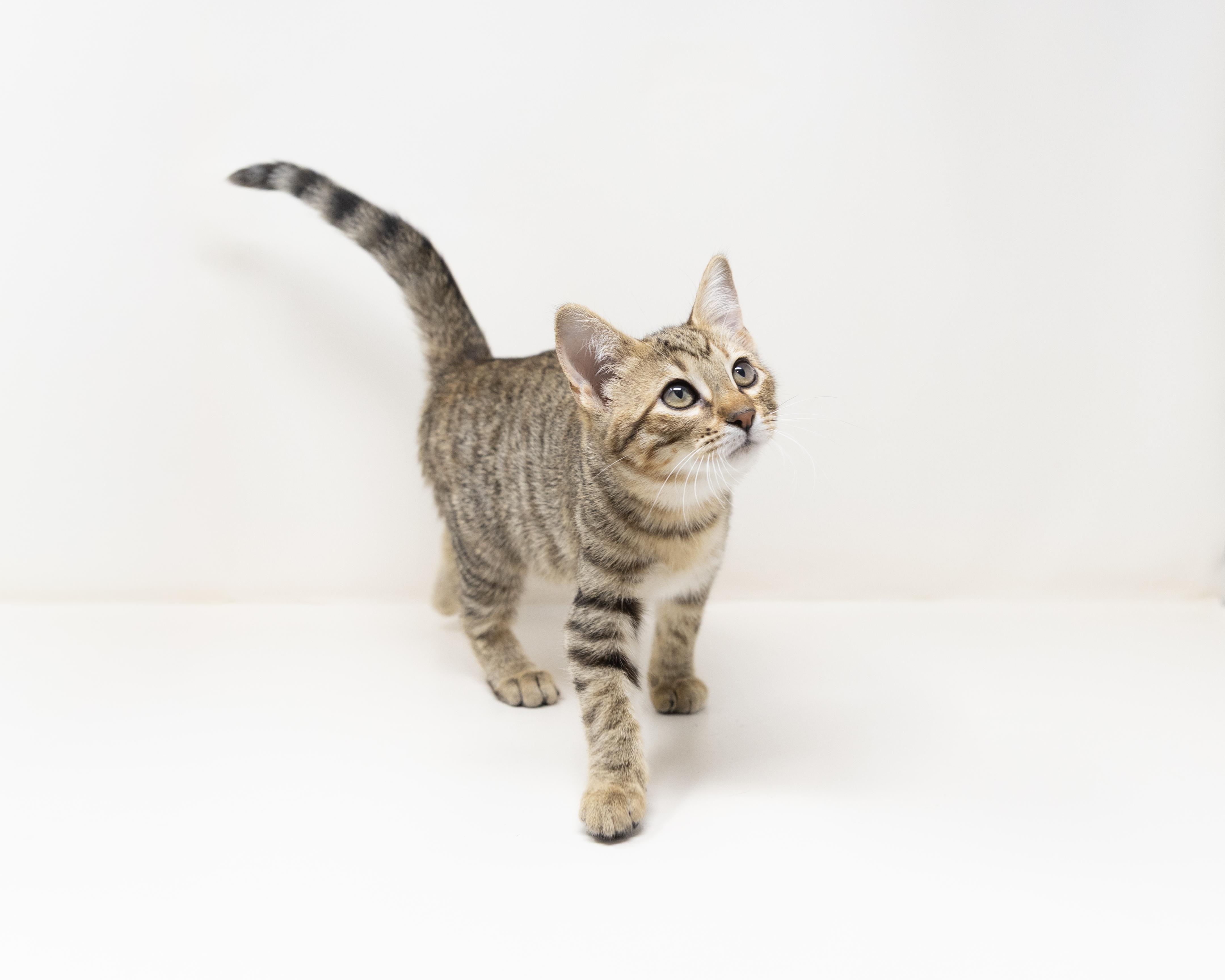 Enlarge Blanche, a Adoptable mixed breed in Trophy Club, TX image 5/6