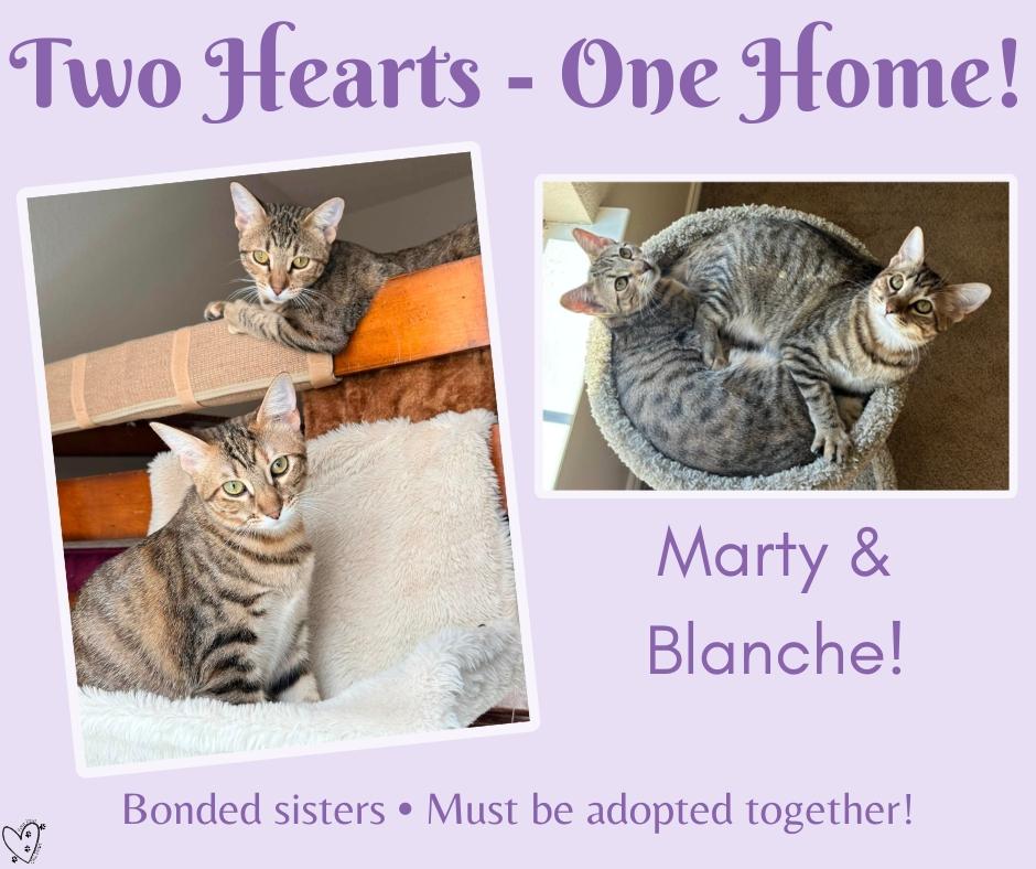 Blanche (Bonded Pair with sister Marty - Must be adopted together), a Adoptable mixed breed in Trophy Club, TX image 2/6
