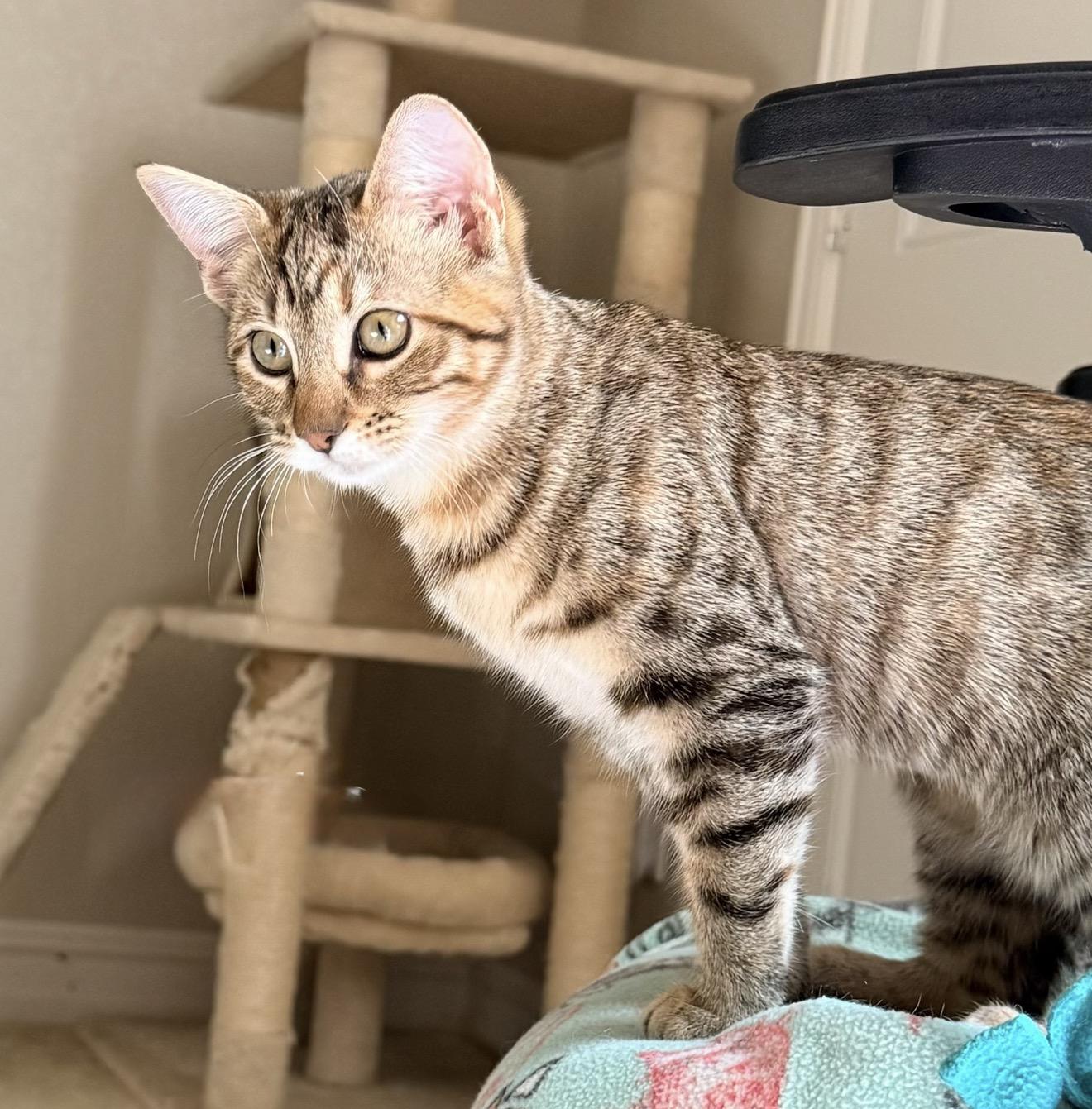 Enlarge Blanche, a Adoptable mixed breed in Trophy Club, TX image 6/6