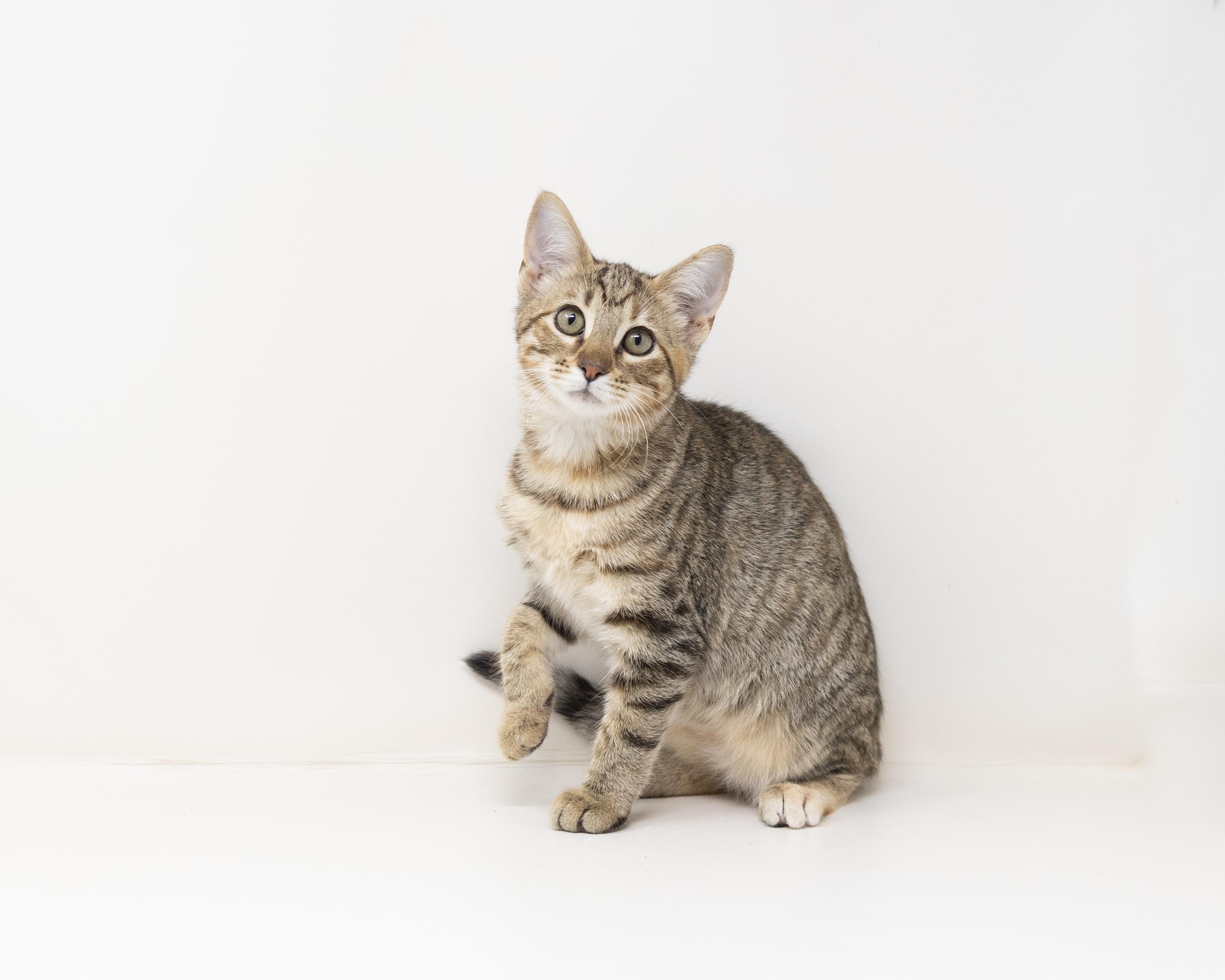 Enlarge Blanche, a Adoptable mixed breed in Trophy Club, TX image 4/6