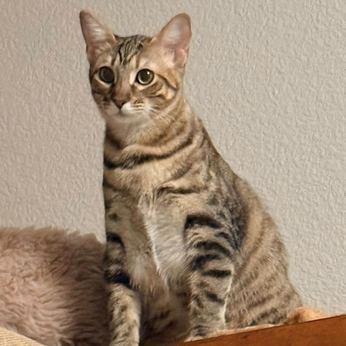 Blanche (Bonded Pair with sister Marty - Must be adopted together), Adoptable, Kitten Female Tabby & Calico.