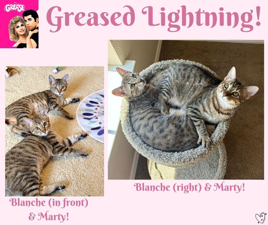 Enlarge Blanche, a Adoptable mixed breed in Trophy Club, TX image 6/6