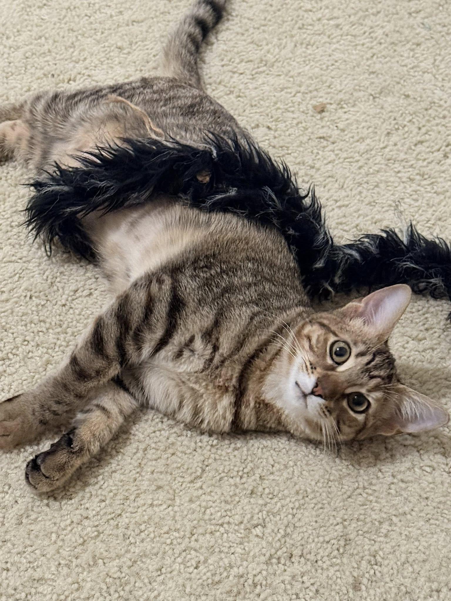 Enlarge Blanche, a Adoptable mixed breed in Trophy Club, TX image 1/6