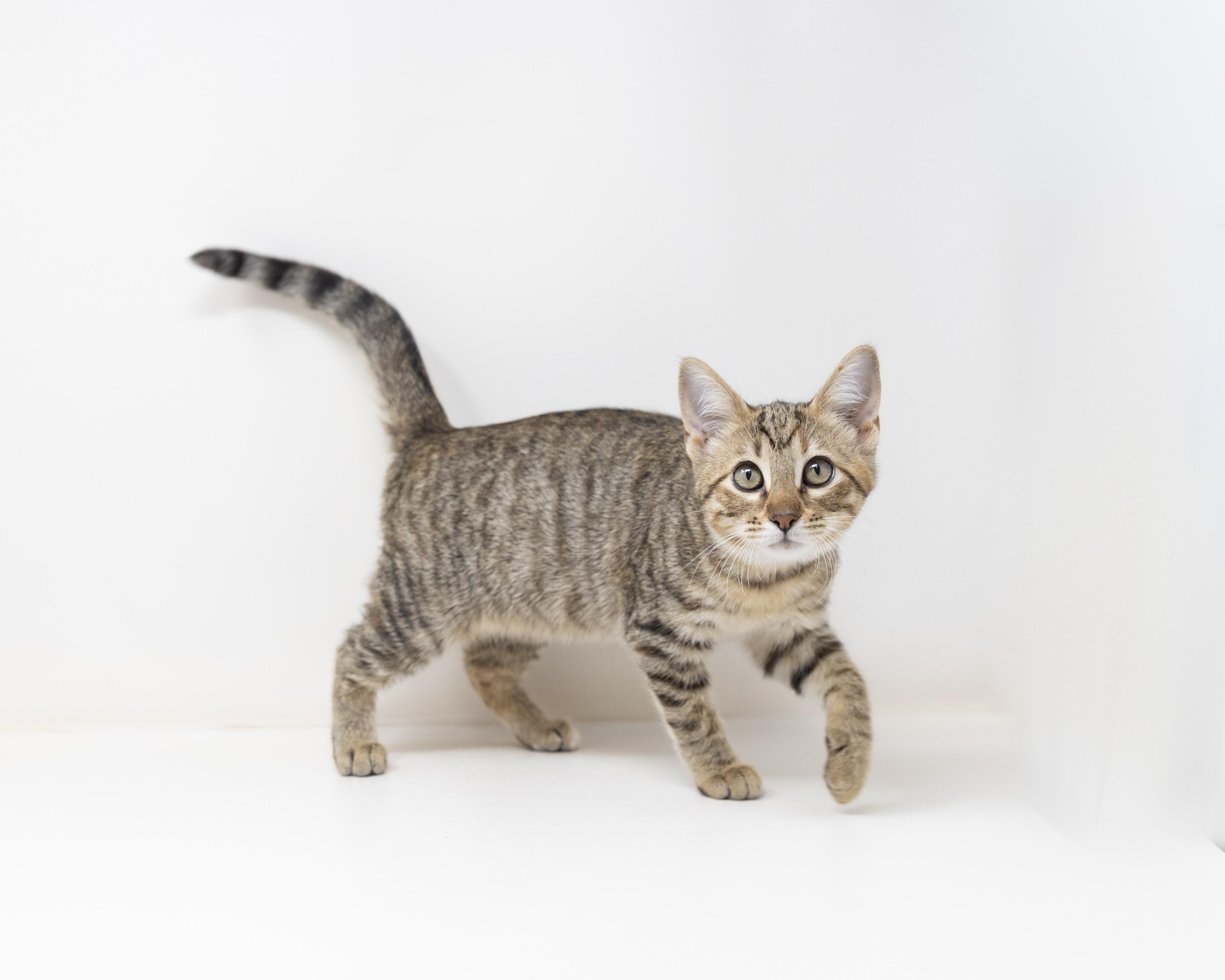 Blanche, Adoptable, Kitten Female Tabby & Calico.