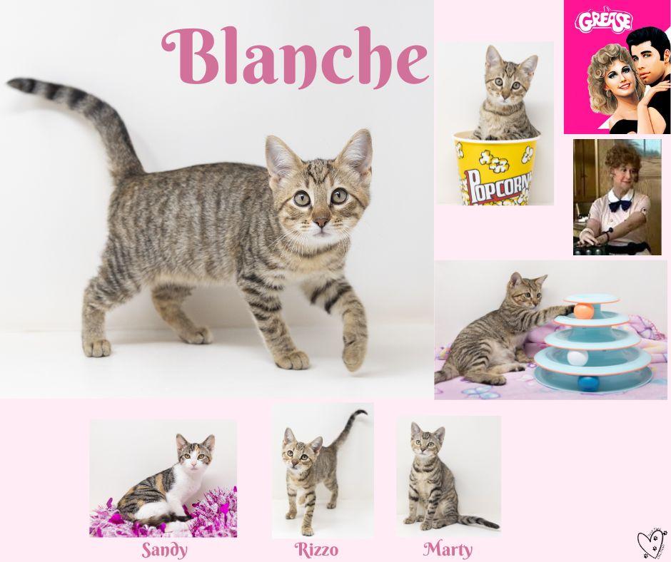 Enlarge Blanche, a Adoptable mixed breed in Trophy Club, TX image 6/6
