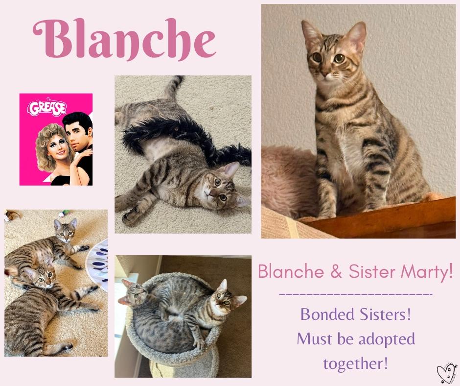 Blanche (Bonded Pair with sister Marty - Must be adopted together), a Adoptable mixed breed in Trophy Club, TX image 6/6