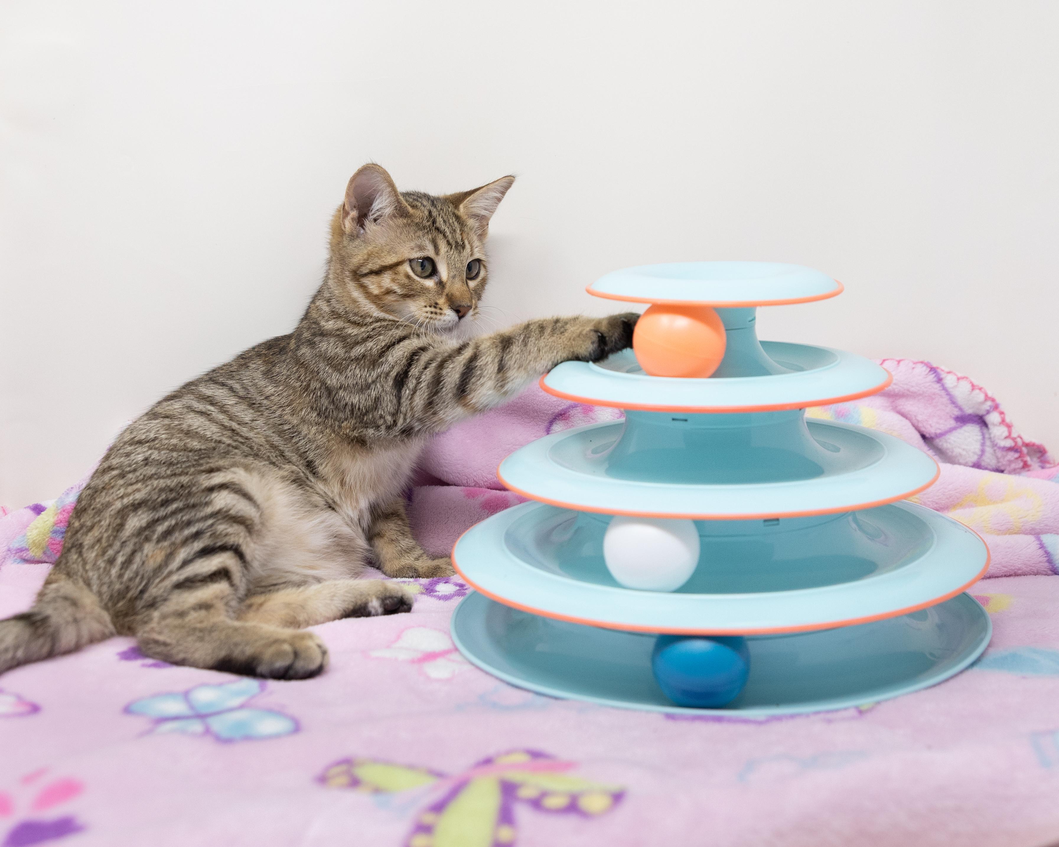 Enlarge Blanche, a Adoptable mixed breed in Trophy Club, TX image 2/6