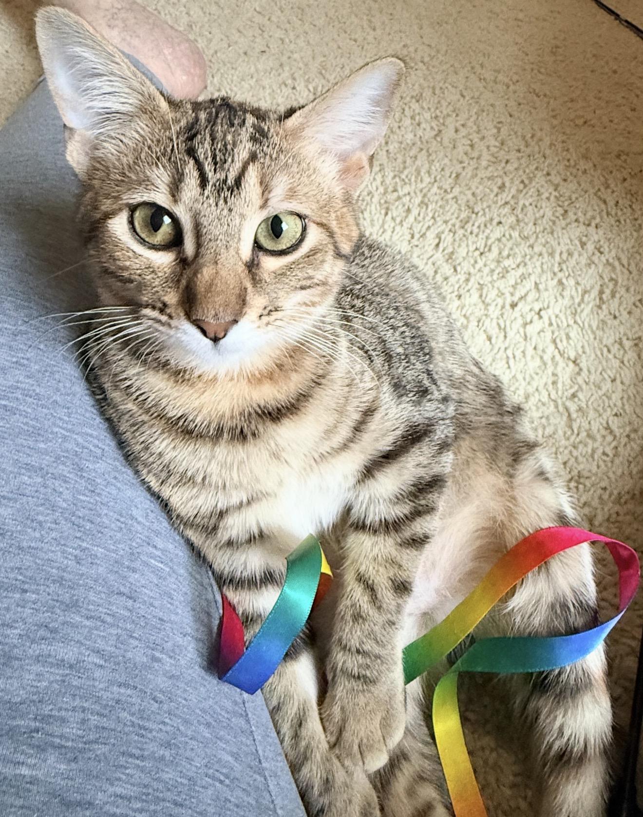 Enlarge Blanche, a Adoptable mixed breed in Trophy Club, TX image 2/6