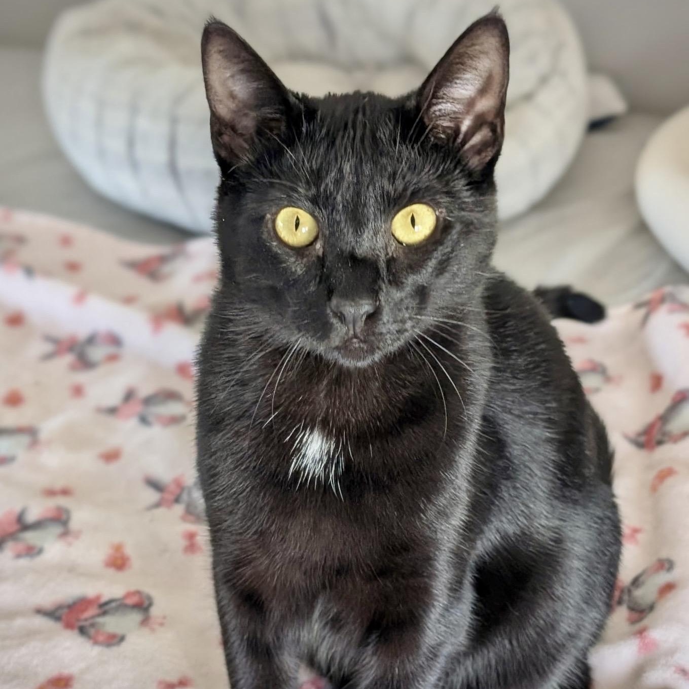 Sammy, an adoptable Domestic Short Hair in Greenfield, CA, 93927 | Photo Image 1