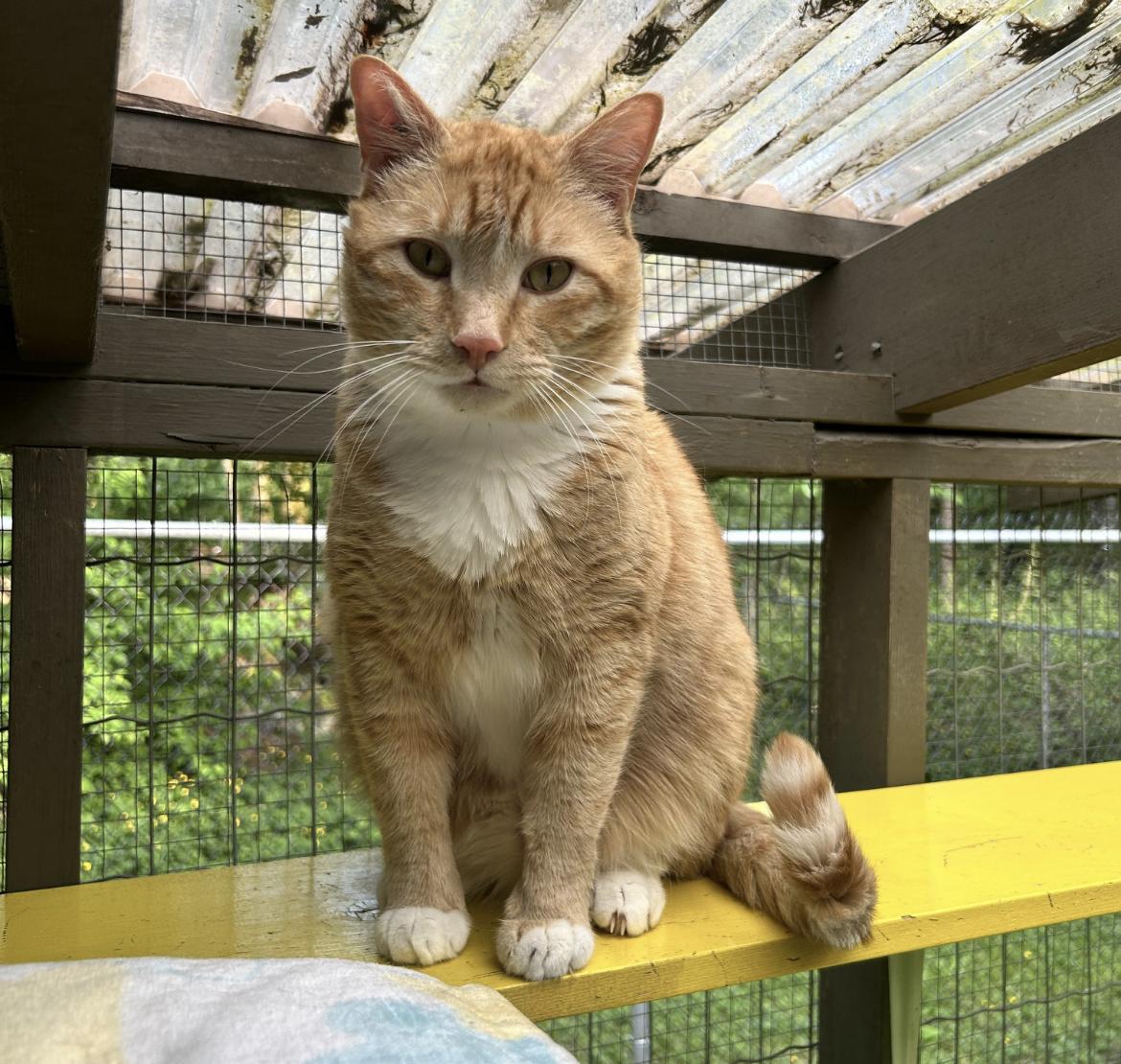 McClure (Bonded with Hopcott), a Adoptable Tabby image 5/6