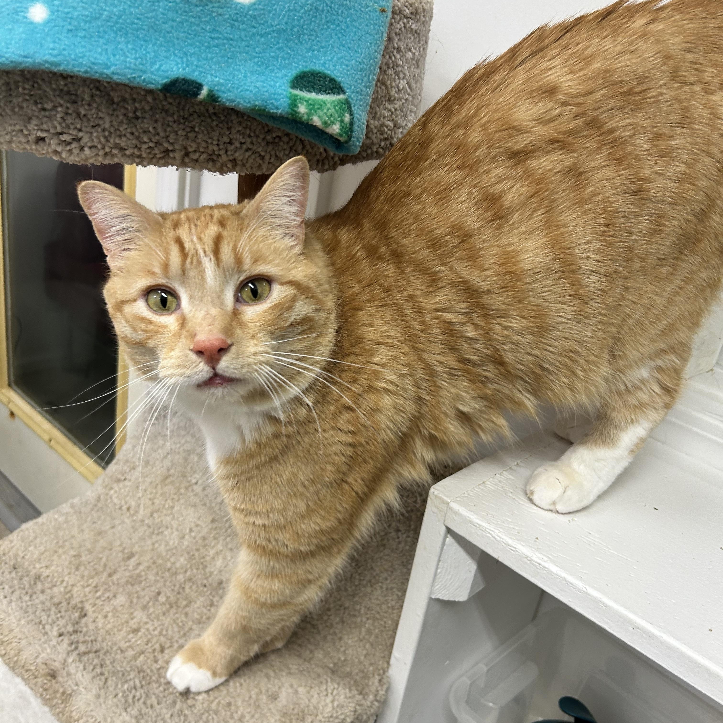 McClure (Bonded with Hopcott), a Adoptable Tabby image 2/6