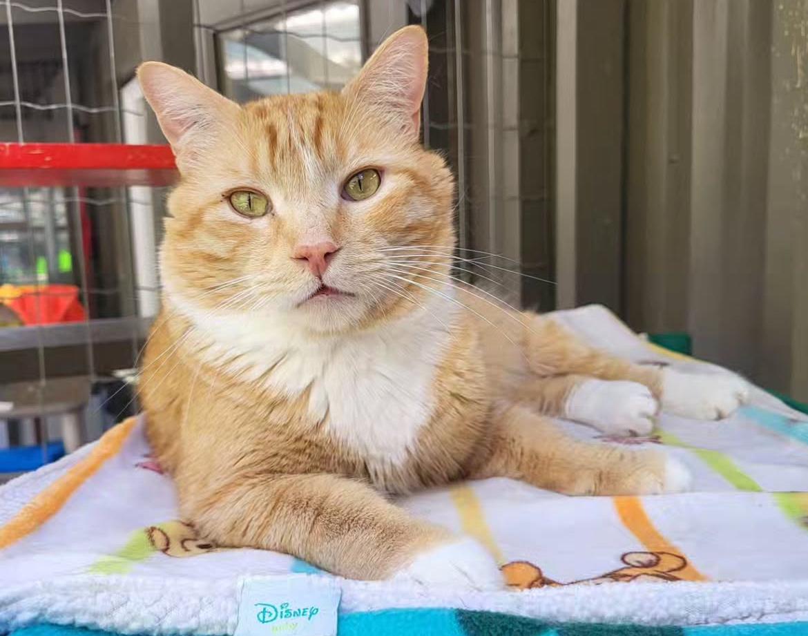 McClure (Bonded with Hopcott), Adoptable, Adult Male Tabby.