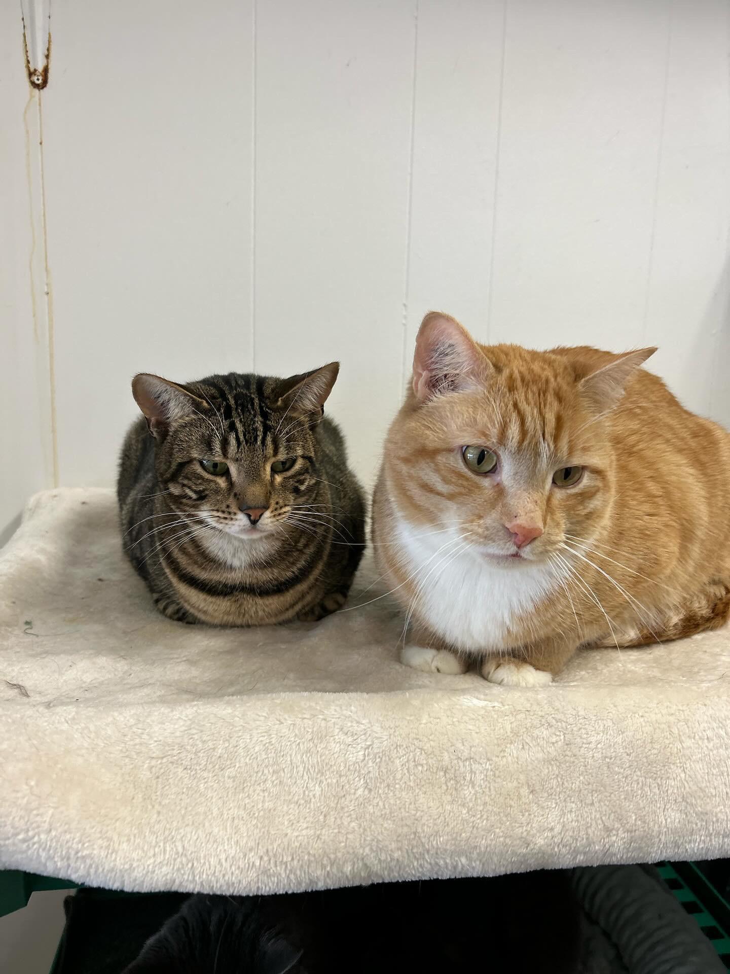 McClure (Bonded with Hopcott), a Adoptable Tabby image 6/6