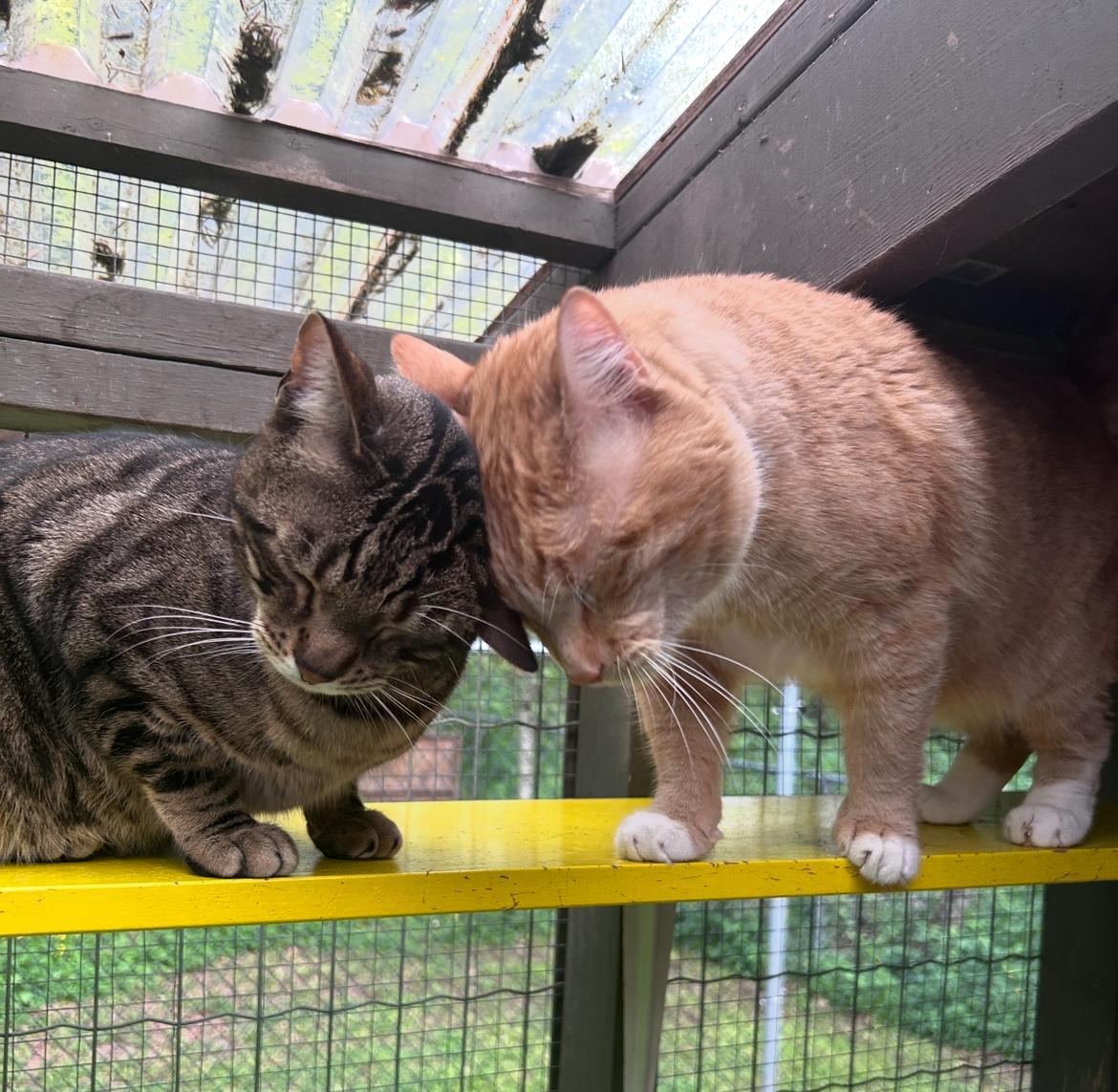 McClure (Bonded with Hopcott), a Adoptable Tabby image 3/6