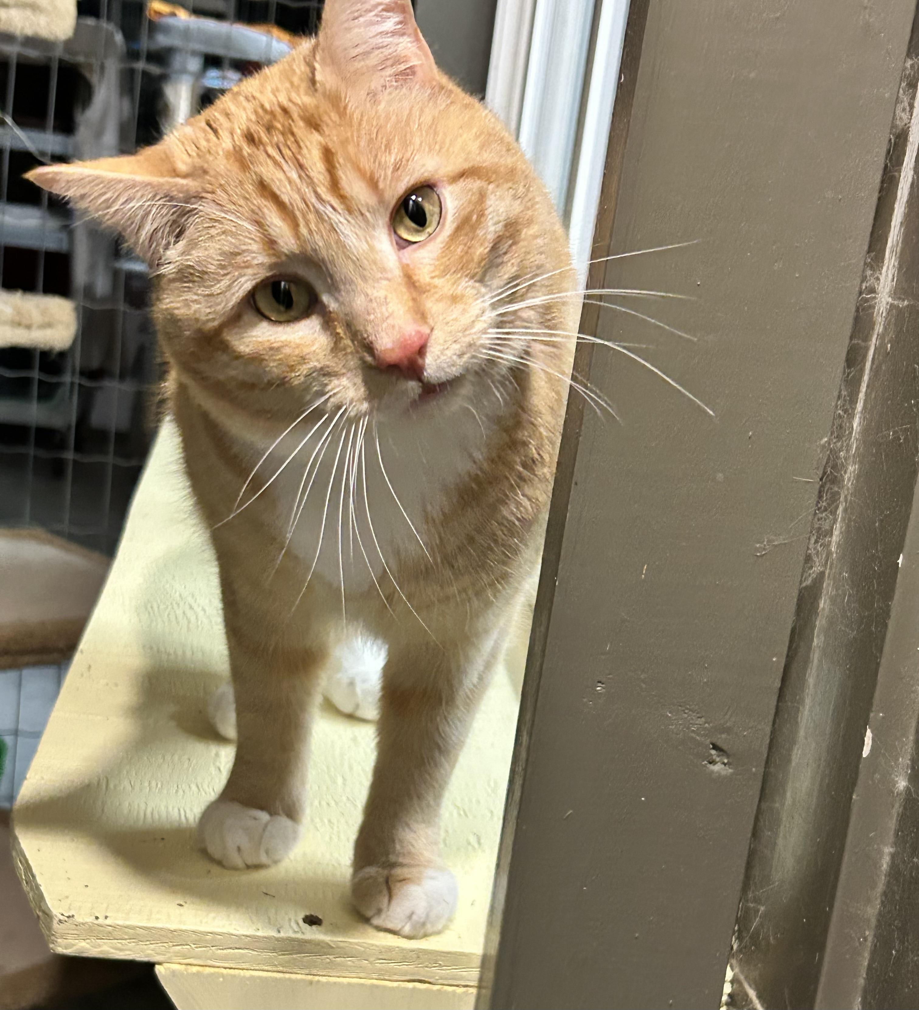 McClure (Bonded with Hopcott), a Adoptable Tabby image 4/6