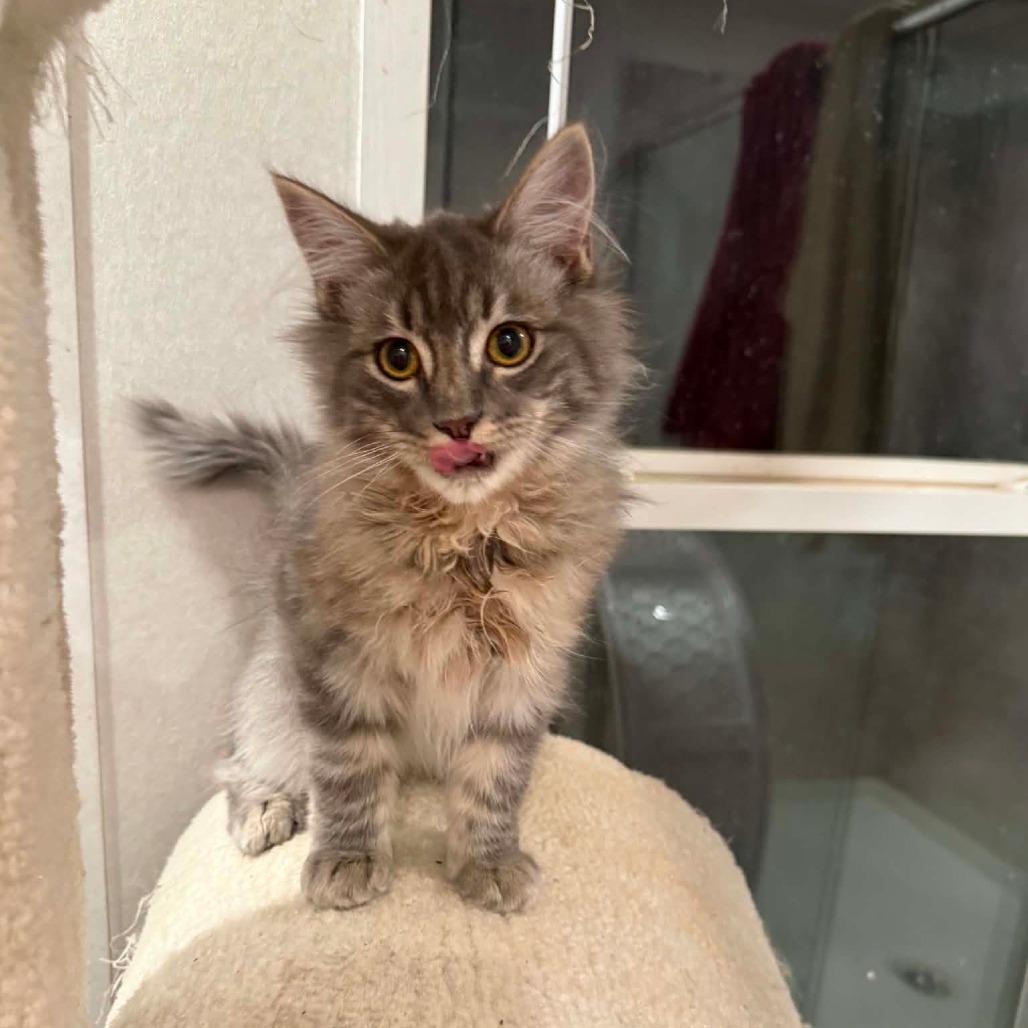 Aspen, Adoptable, Kitten Male Domestic Medium Hair.