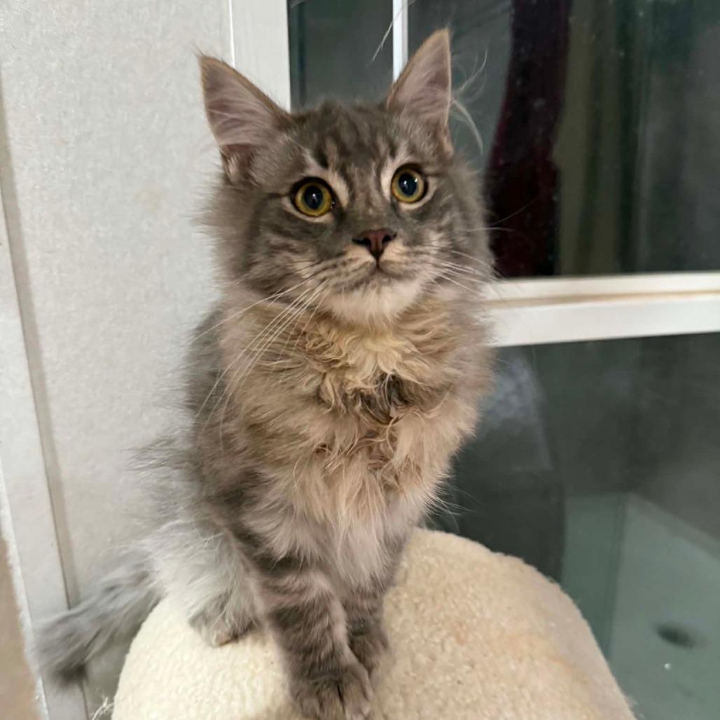 Enlarge Aspen, a Adoptable Domestic Medium Hair in Newcastle, OK image 2/4