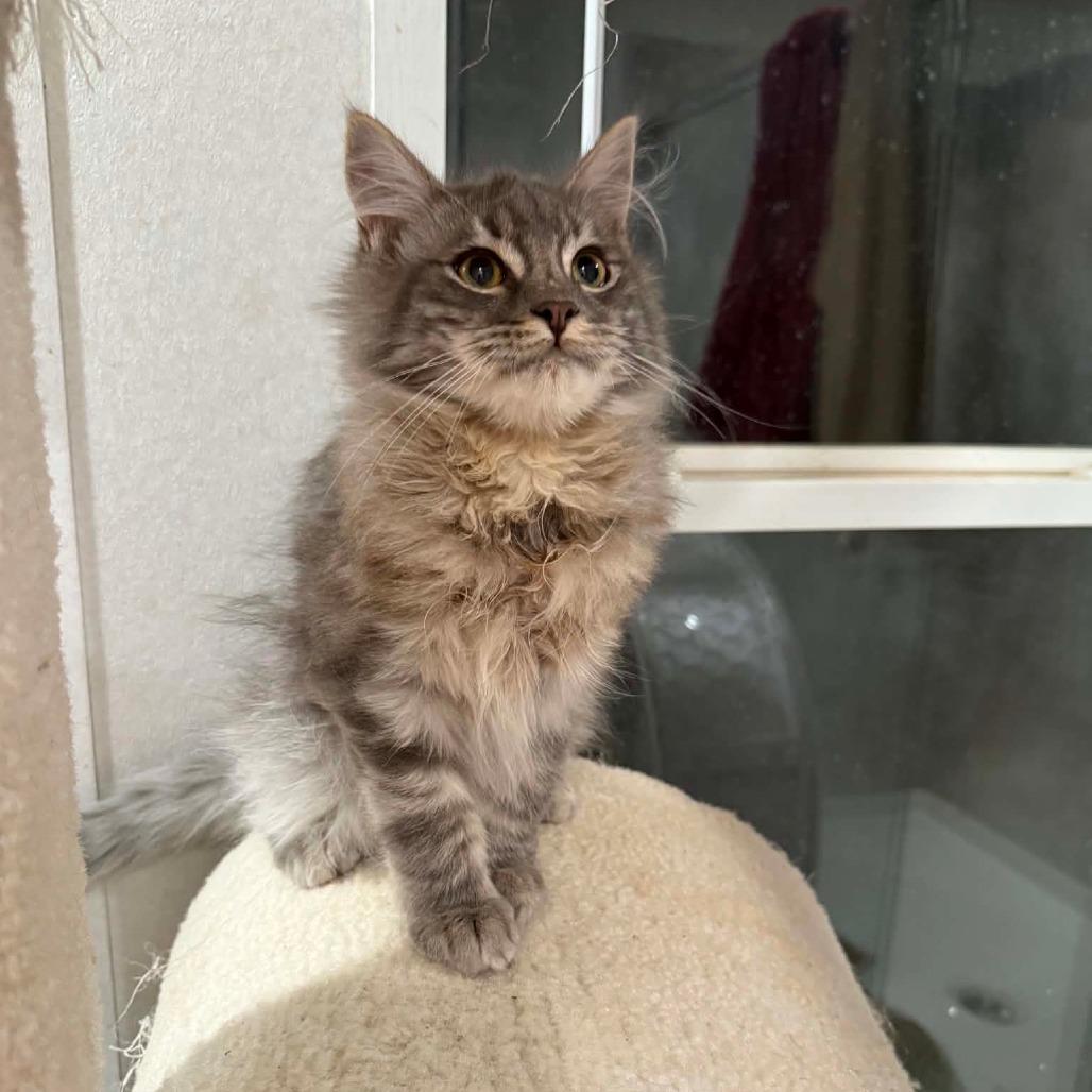 Enlarge Aspen, a Adoptable Domestic Medium Hair in Newcastle, OK image 3/4